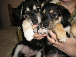 Пчелка - самый преданный друг #444285