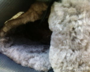 Ботинки зимние мужские кожа цигейка #435605