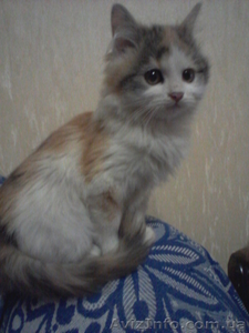 Пушистики в подарок #430288