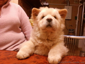 щенки Чау-чау ищут свох хозяев.... #162883