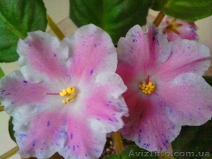 Сортовые фиалки-сенполии #448574