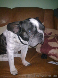 собака французкий бульдог #442052