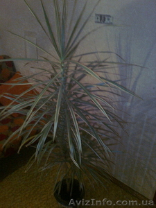 Продам пальму драцену, с крассным оттенком по краям и белым, середина светло зелён #447218