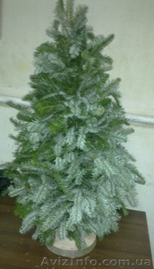 ялинки із натуральної сировини!!!! #451820