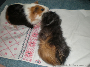 морские свинки обычные,  розетка #450523