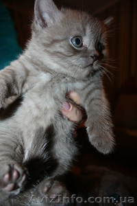 скотиш- страйт редкого окраса #429743