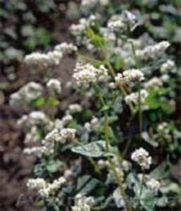 Насіння ярих зернових,  крупяних та олійних культур #435779