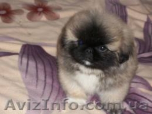 Продам пепельных щенков пекинеса #427580