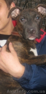 3-х месячный стафордширский терьер продам срочно #444149