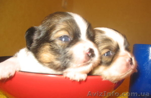  Щенки Чихуа-хуа #446948