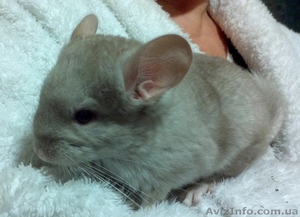 ПРОДАМ шиншиллу дев.гетеробежевая #451805