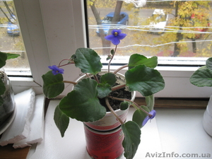 Фиалки (ярко цветущие,  заботливо выращенные) #442619