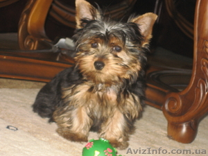 Продам очаровательного щенка ЙОРКШИРСКОГО ТЕРЬЕРА #454356