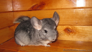 шиншиллка ждет хозяина #446415