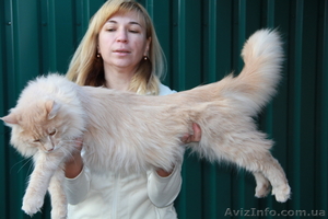 Котята мейн кун - различных окрасов. #351977