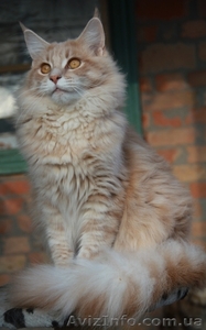 Предлагаем котят породы  мейн кун. #437734