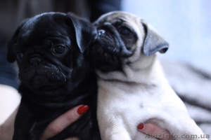 Элитные щенки мопса #444192