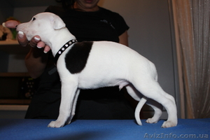 Щенки уиппета{малая английская борзая} #451594