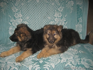 Продаются клубные щенки немецкой овчарки #414892