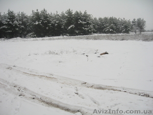 участок 12 соток в лесу #439330