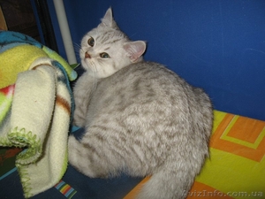 КОТИК СКОТИШ СТРАЙТ (ШОТЛАНДСКАЯ ВИСЛОУХАЯ) #425617