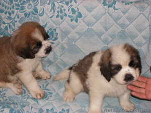 продам щенков сенбернар #438148