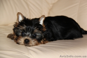 Продам недорого щеночков #454539