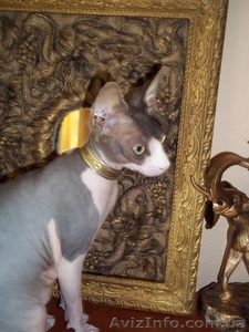 Вязка сфинкс(канадский) #444746