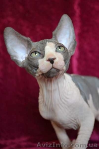 Элитные котята канадского сфинкса шоу класс и для дома. Доставка. #432793