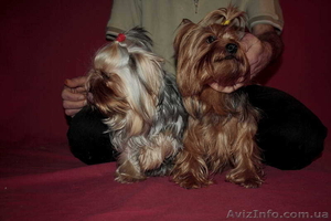 (йоркширский терьер). #453412