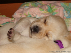 Палевые щенки лабрадора ретривера. Купить лабрадора #435189