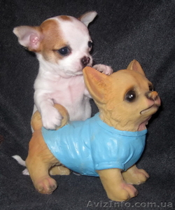 Чихуахуа  щеночек   продам #432824