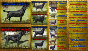 Предлагаем щенков лабрадора #449504