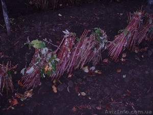 саженцы ремонтантной малины Polana #451928