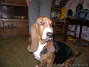 Щенки бассет хаунда в Крыму #427601