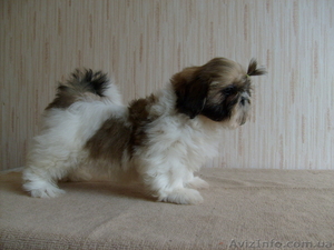 Щенок ши-тцу, очень красивая девочка #431079