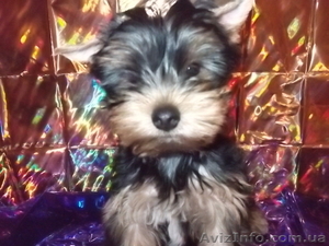 продам элитных йорков #451088