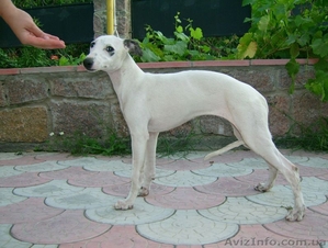 Уиппета щенки для любителей грации! #427398