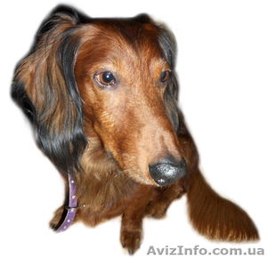 НАЙДЕНА ТАКСА,  КОБЕЛЬ!!! #436229