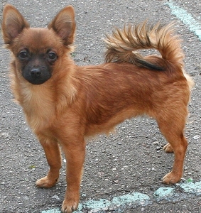 Щенки Чихуахуа  ,  #429078