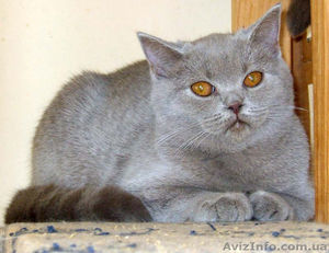 Роскошная лиловая шотландочка #386360