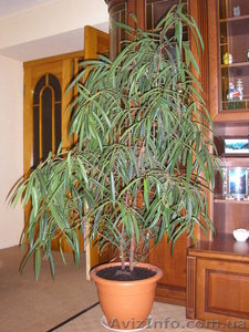 комнатные растения. #437594