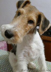 Породистые щенки ж/ш фокстерьера #451727