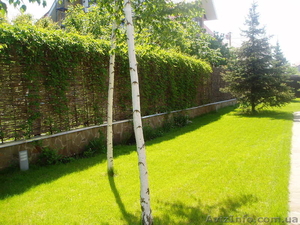 Украинский тын-забор из лозы #447905