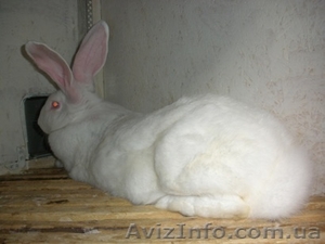 Продам кроликов-акселератов #394017