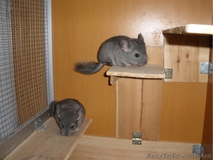 Продам шиншилл самцы стандарты #428553