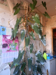 домашние деревья #430373