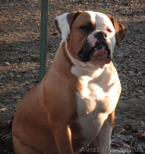 Американского бульдог, щенки #447136