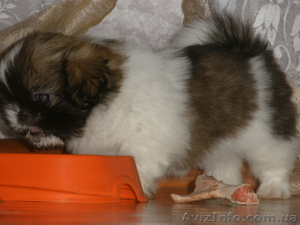 Щенки породы ши-тцу #440446