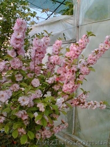 Предлагаем привитые декоративные деревья #426585